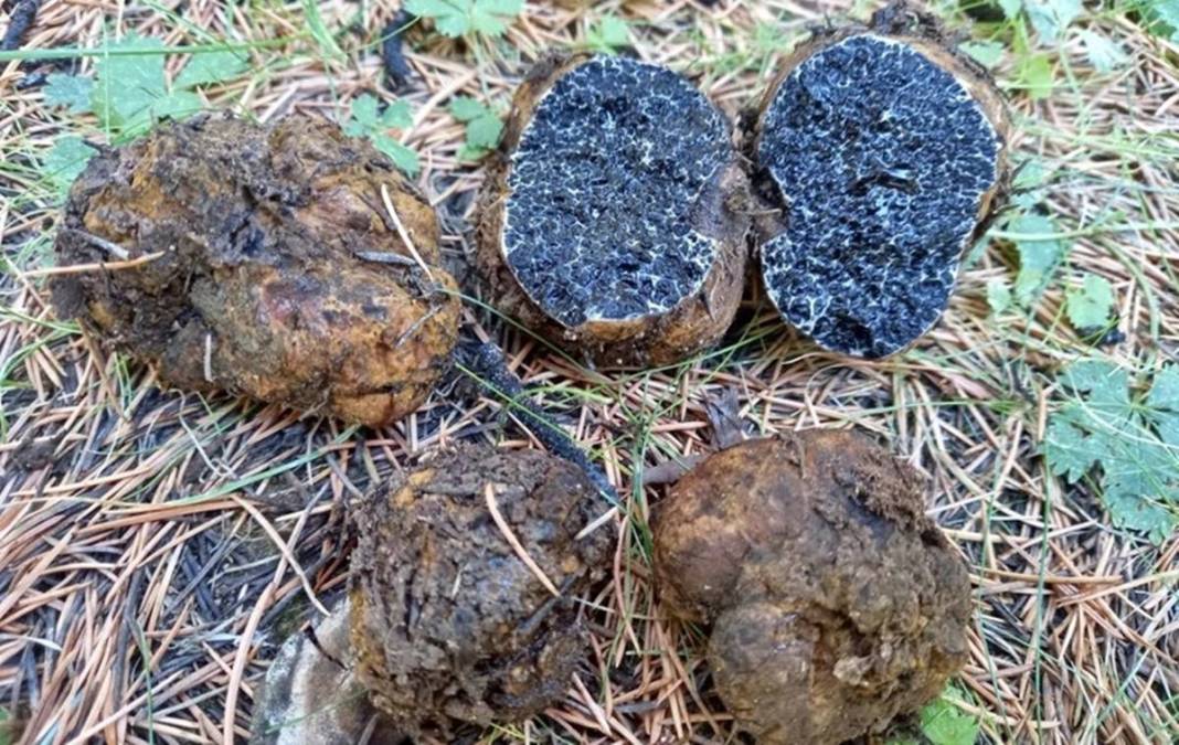 İlk kez keşfedildi: Dünyada sadece o kentimizde yetişiyor! Meğer ağaçların altındaymış, bugüne kadar fark edilmemiş 1